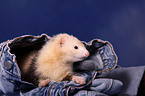 ferret