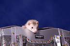 ferret