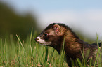 ferret