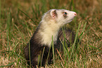 ferret