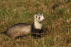 ferret