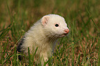 ferret