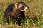 ferret