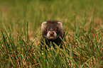 ferret