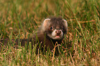 ferret