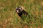 ferret