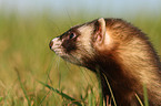 ferret