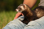 ferret