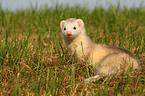 ferret