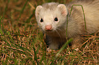 ferret