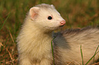 ferret