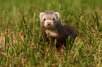 ferret