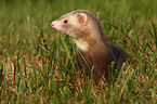 ferret