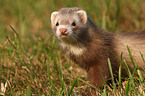 ferret