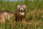 ferret