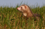 ferret