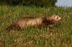 ferret