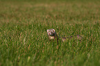 ferret