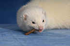 ferret