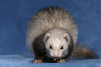 ferret