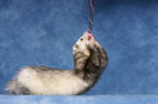 ferret