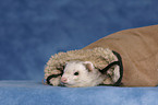 ferret