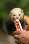 ferret