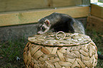 ferret