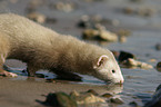 ferret