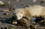 ferret