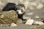 ferret