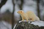 ferret