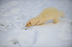 ferret