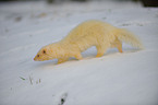 ferret