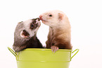 ferrets