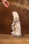 ferret