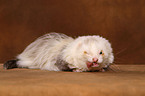 ferret