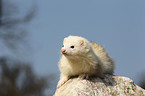 ferret