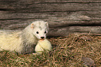 ferret