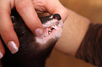 ferret teeth