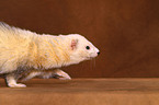 ferret