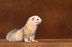 ferret