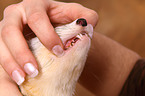 ferret teeth