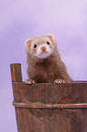 ferret