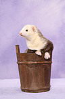 ferret