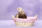 ferret