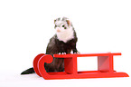 ferret