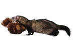 ferret