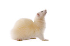 ferret