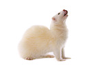 ferret